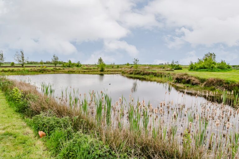 Poel op het natuurterrein